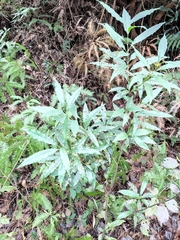 Helicia cochinchinensis