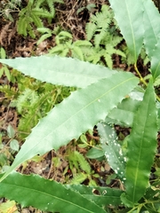 Helicia cochinchinensis