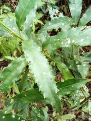 Helicia cochinchinensis