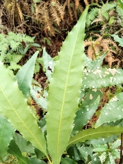 Helicia cochinchinensis