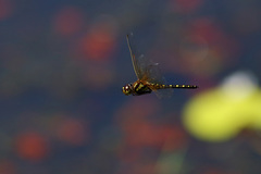 Hydrobasileus brevistylus