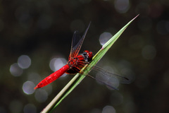 Aethriamanta circumsignata