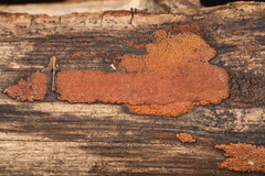 Hypoxylon crocopeplum