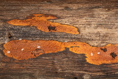 Hypoxylon crocopeplum