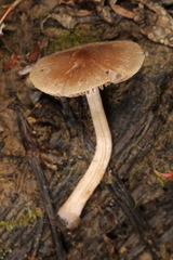 Psathyrella ephemera