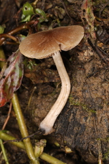 Psathyrella ephemera