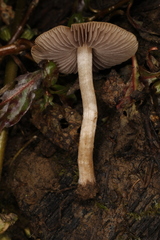Psathyrella ephemera