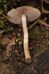 Psathyrella ephemera