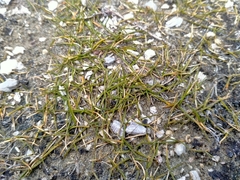 Zoysia minima