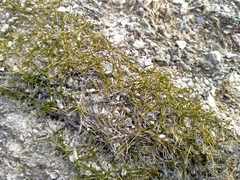 Zoysia minima
