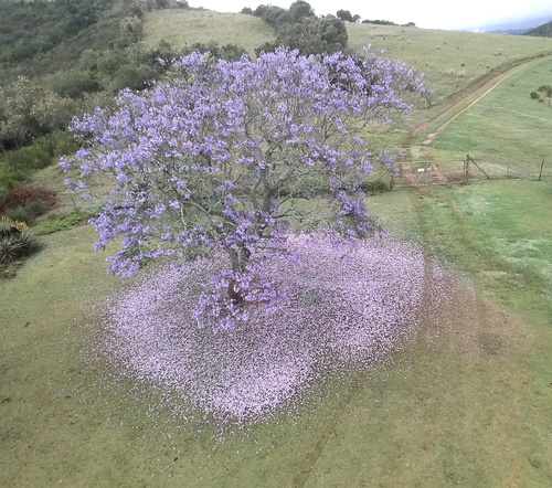 Jacaranda mimosifolia - Leaves