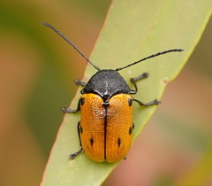 Cadmus litigiosus