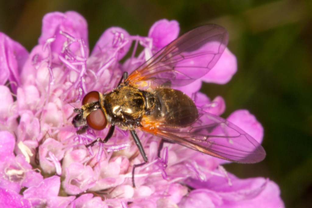 Cheilosia personata