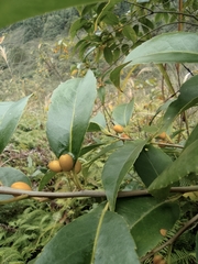 Ilex chinensis