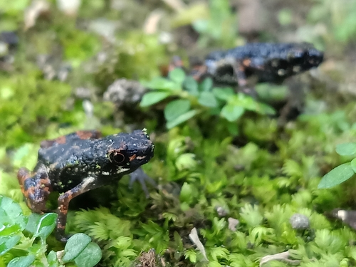 Ansonia penangensis observed 2020-12-27
