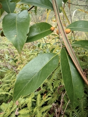 Ilex chinensis