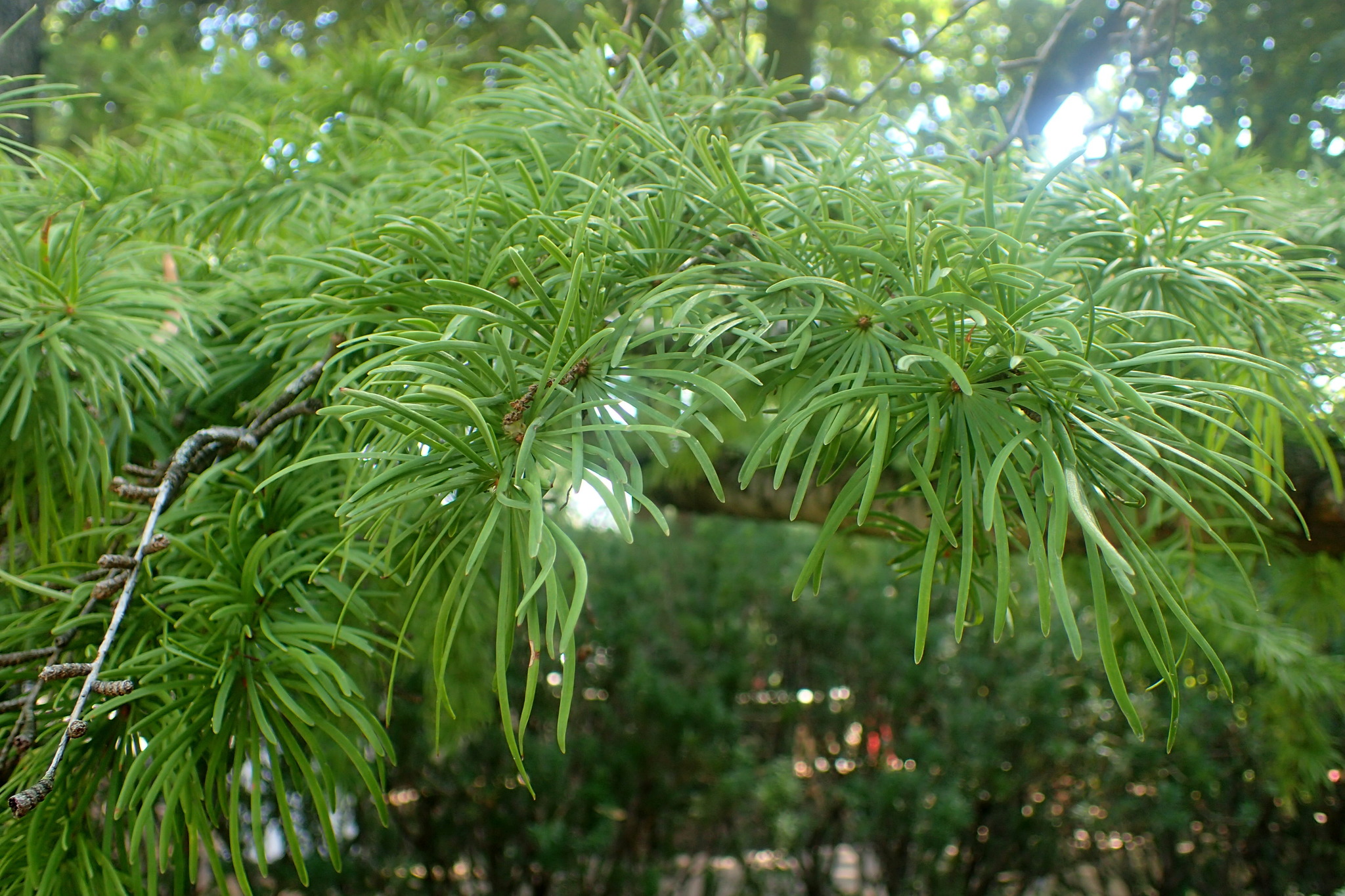 Pseudolarix amabilis