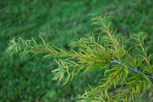 Chinese golden larch