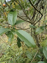 Ilex chinensis
