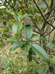 Ilex chinensis