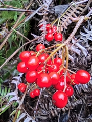 Viburnum fordiae