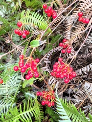 Viburnum fordiae