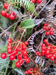 Viburnum fordiae