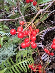 Viburnum fordiae