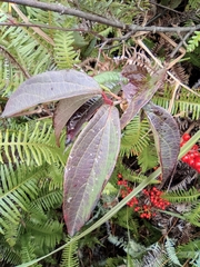 Viburnum fordiae