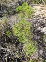 Petrophile multisecta