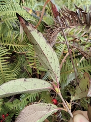 Viburnum fordiae