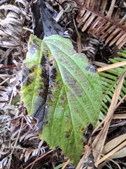 Viburnum fordiae