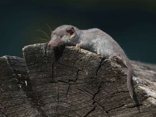 Pygmy White-toothed Shrew