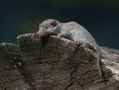 Etruscan Shrew photo 4
