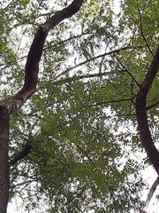 Tipuana tipu