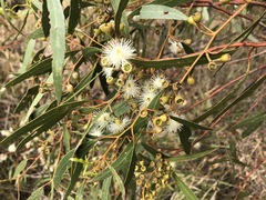 Eucalyptus porosa