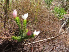 Lachnaea grandiflora