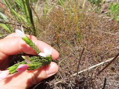 Lachnaea grandiflora