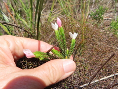 Lachnaea grandiflora