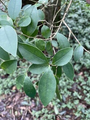 Ligustrum liukiuense