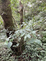 Ligustrum liukiuense