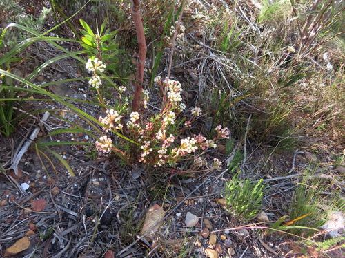 Crassula fascicularis
