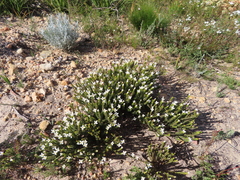 Lachnaea grandiflora
