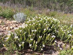 Lachnaea grandiflora
