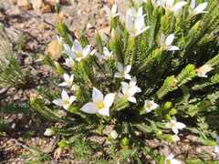 Lachnaea grandiflora