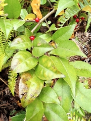 Ilex pubescens