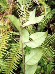 Ilex pubescens