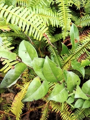 Ilex pubescens
