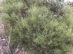 Acacia enterocarpa