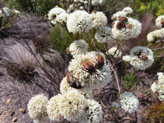 Trichostetha capensis hottentotta